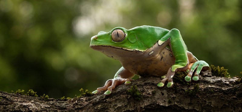 Kambô ceremony preparation